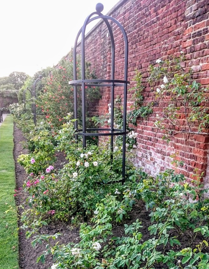 Hampton Court rose border in flower