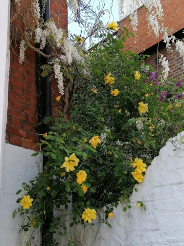 Yellow roses and wisteria