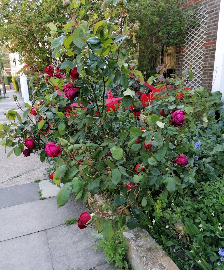Red roses in front garden
