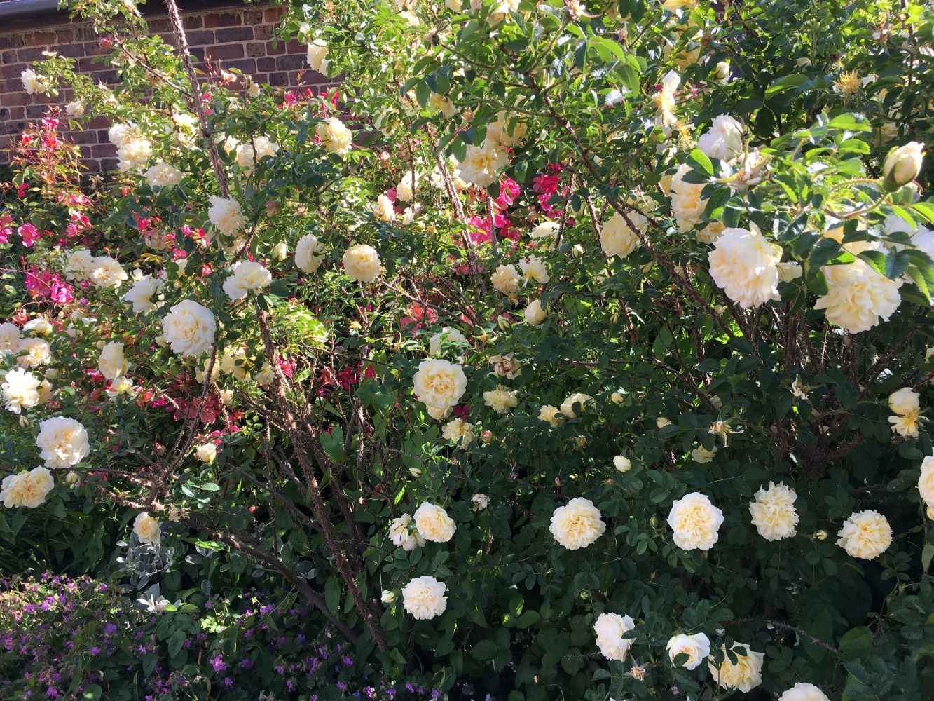 Benign neglect can bring benefits - Historic Roses Group