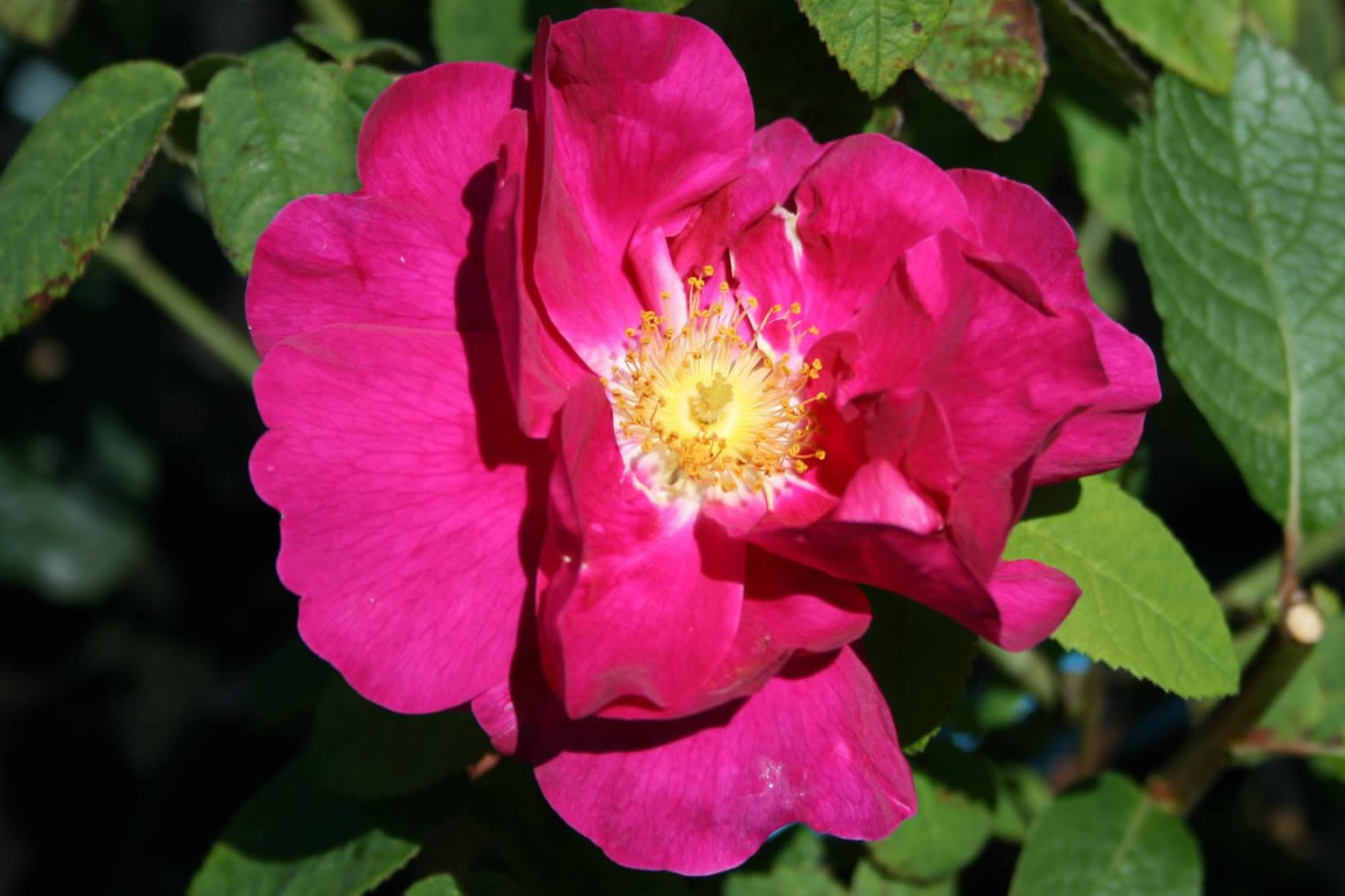 Celebrating Shakespeare and roses - Historic Roses Group