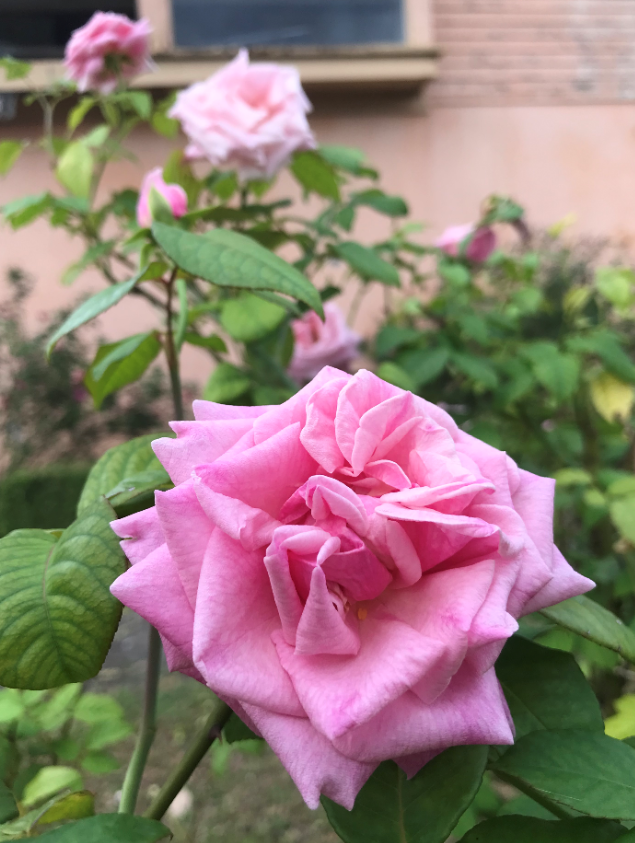pink arcadia rose