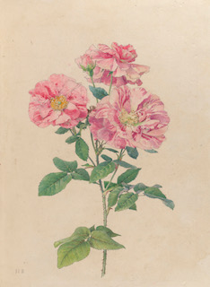 Illustration of Rosa gallica